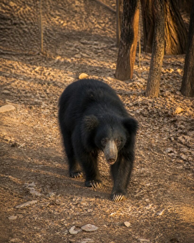 Lunghi artigli sopra la lettiera — Orso labiato
