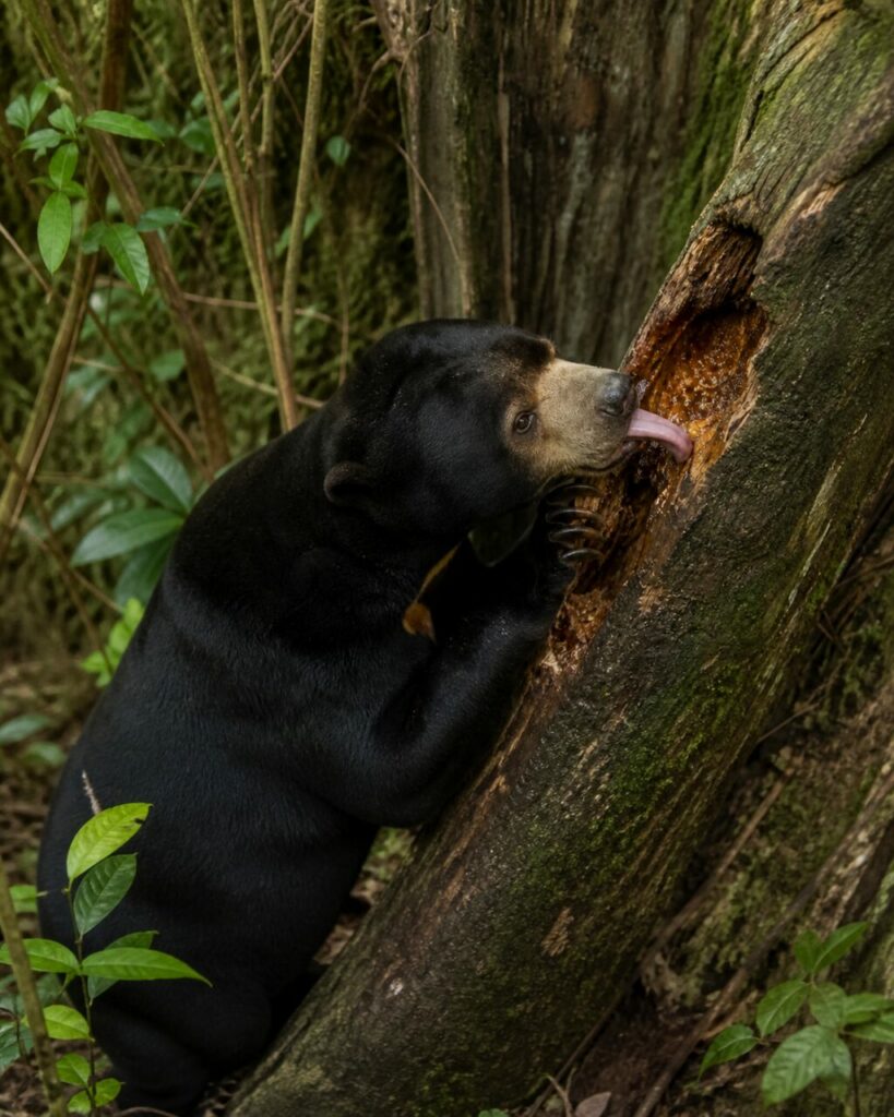 Orso malese — Mezzaluna dorata nel sottobosco