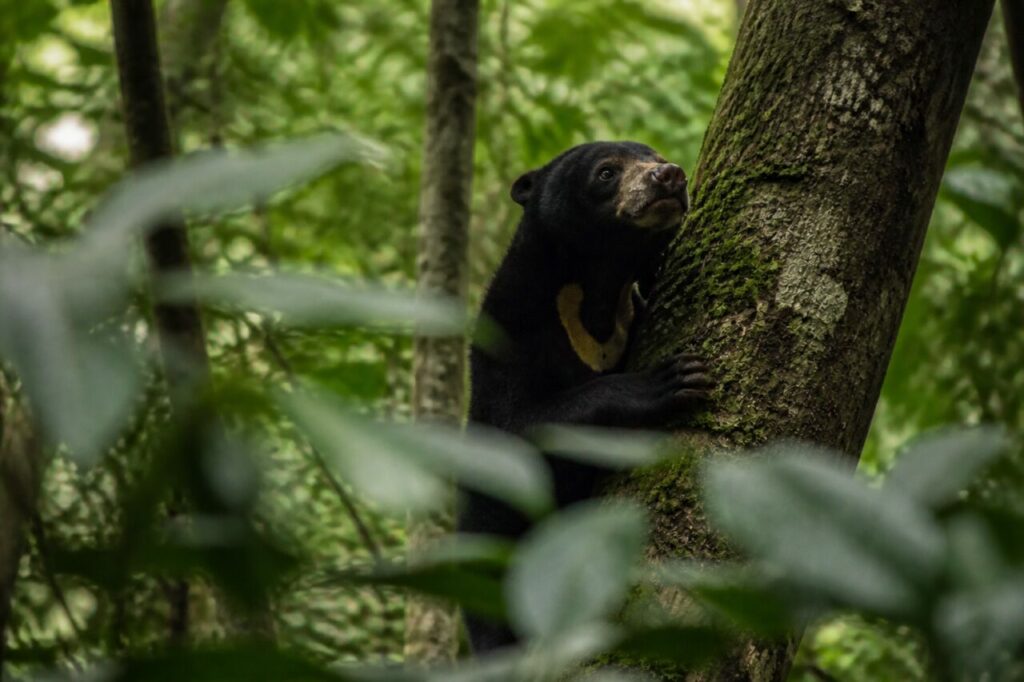 Orso malese — Manto scuro dietro le foglie umide