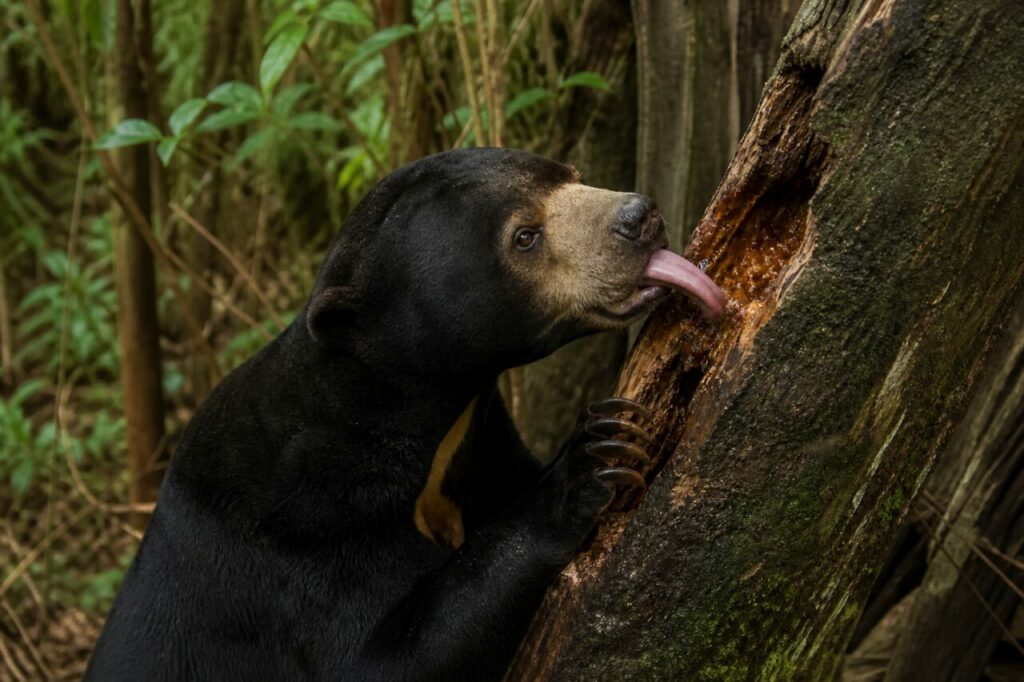 Orso malese — Lingua sul legno umido
