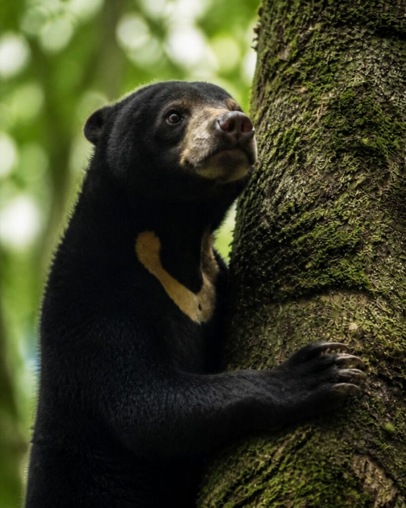 Orso malese — Artigli ricurvi sul tronco muschioso