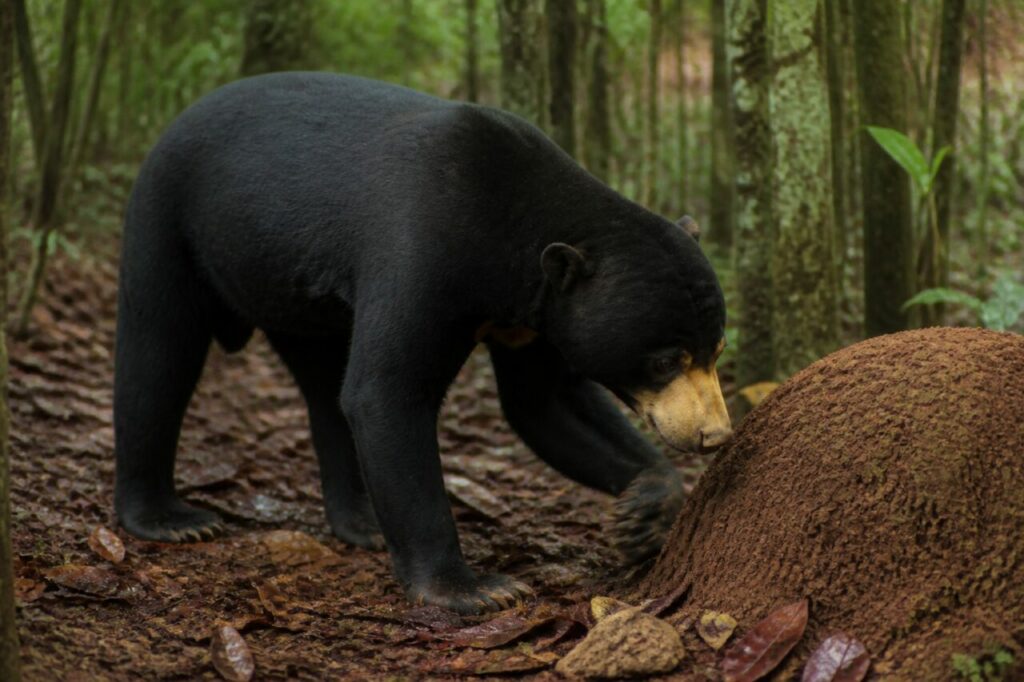 Artigli ricurvi rivolti verso il suolo — Orso malese
