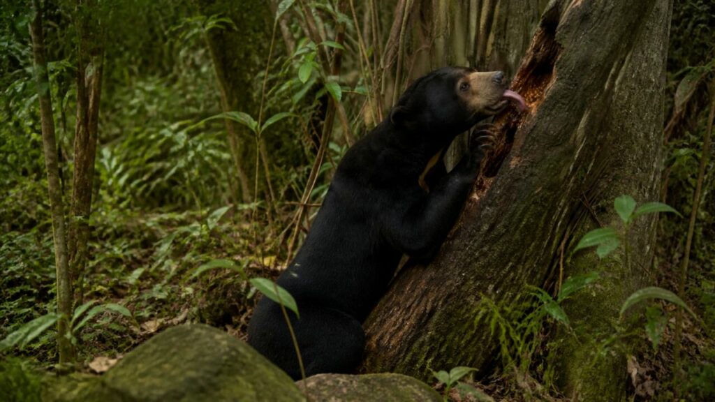Orso malese — Manto nero appoggiato allʼalbero