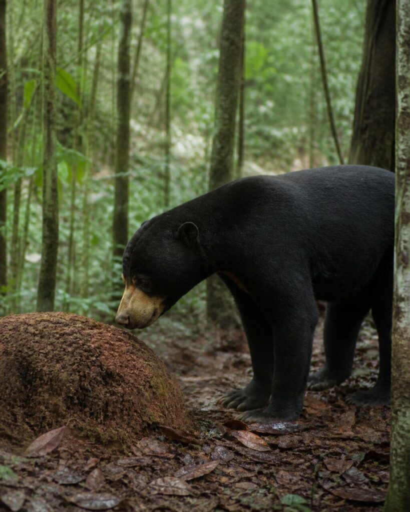Testa china sopra terra smossa — Orso malese