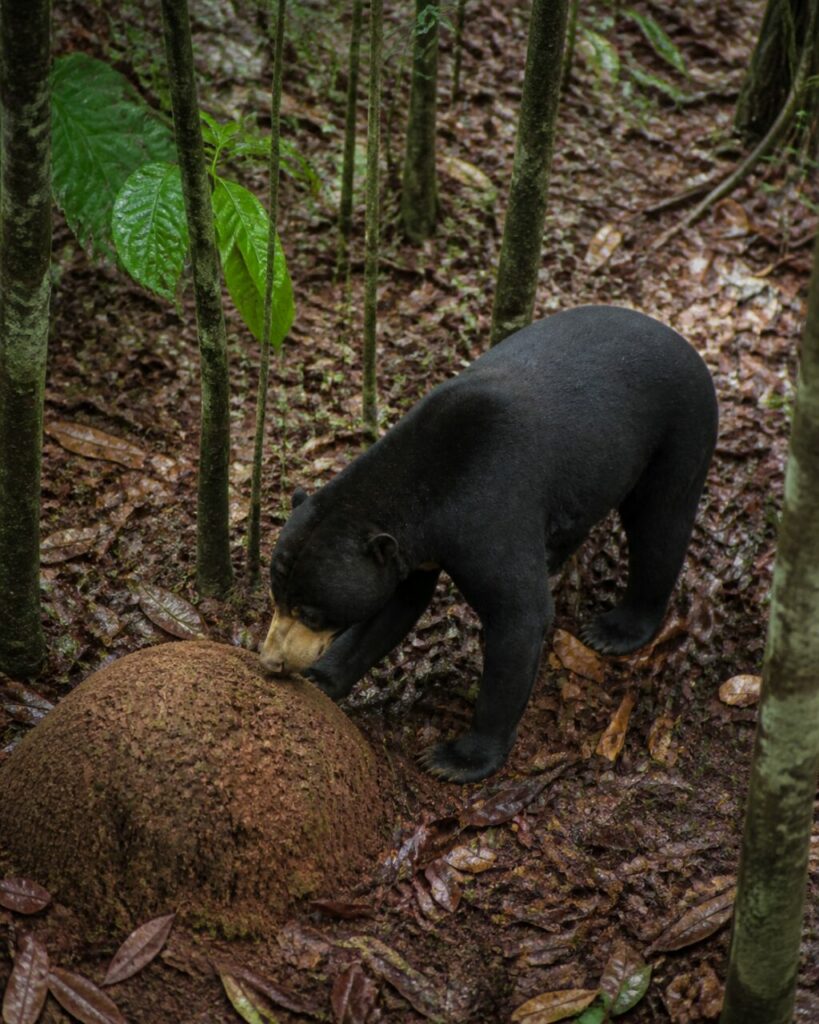 Dorso nero sopra il cumulo — Orso malese