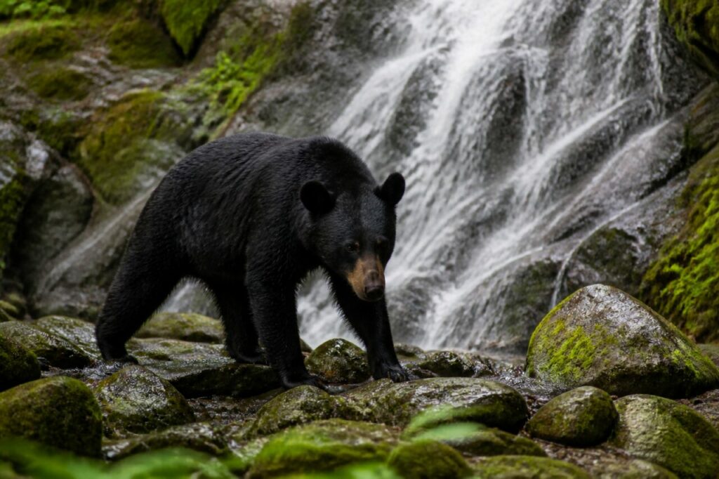 Sosta sulle rocce bagnate — Orso nero americano