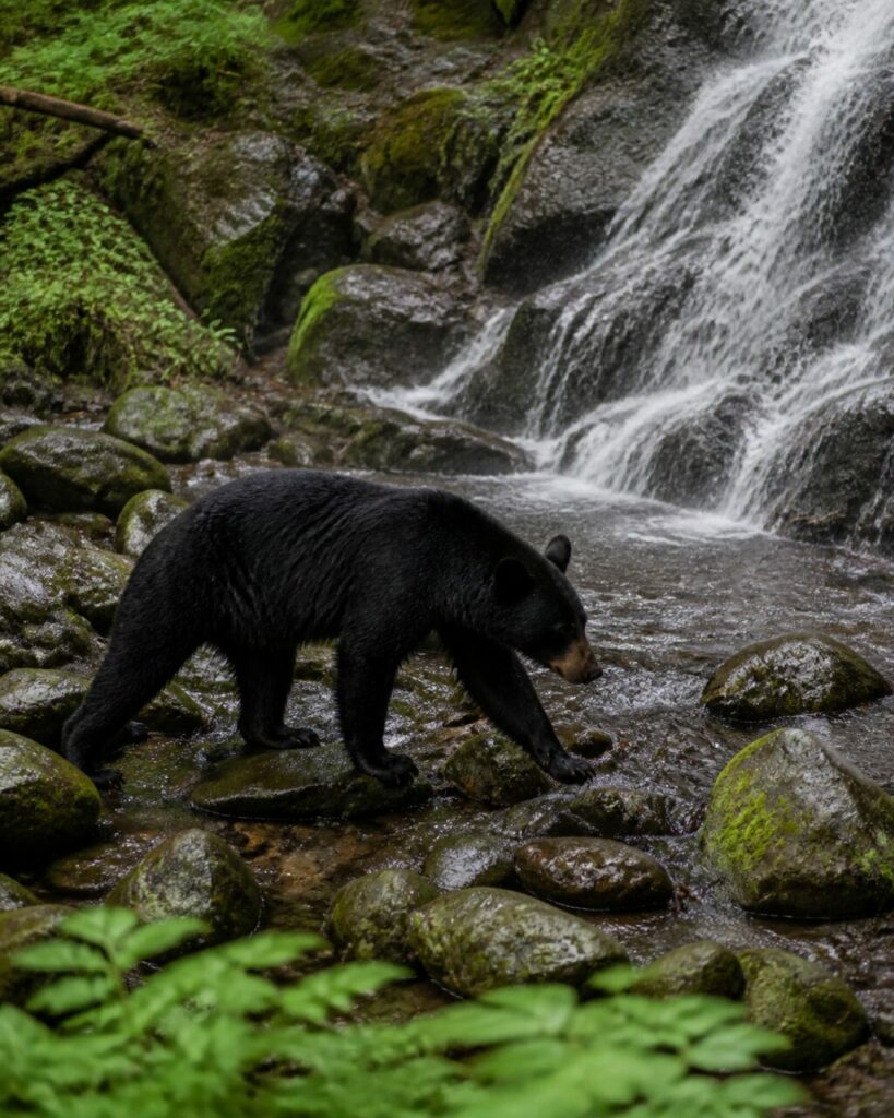 Muso chiaro sopra le rocce — Orso nero americano