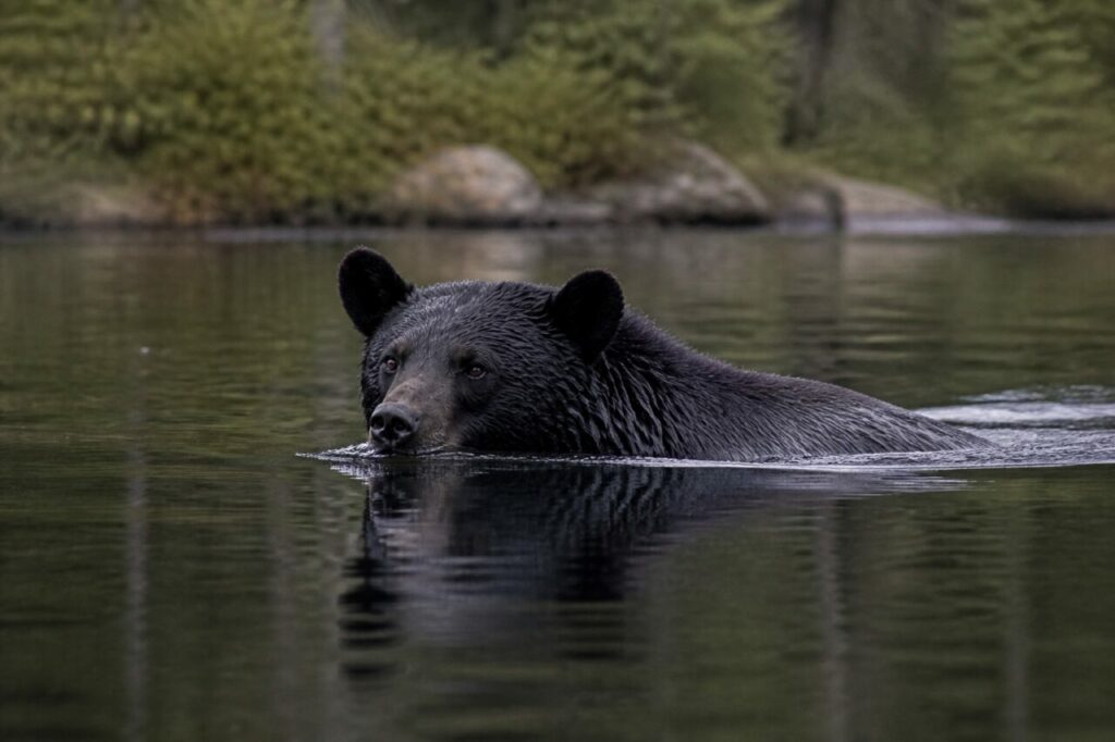 Pelliccia bagnata incornicia il muso tenuto sopra la superficie — Orso nero americano