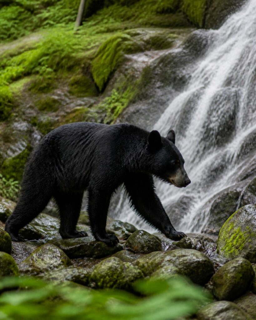 Passi cauti accanto allʼacqua corrente — Orso nero americano