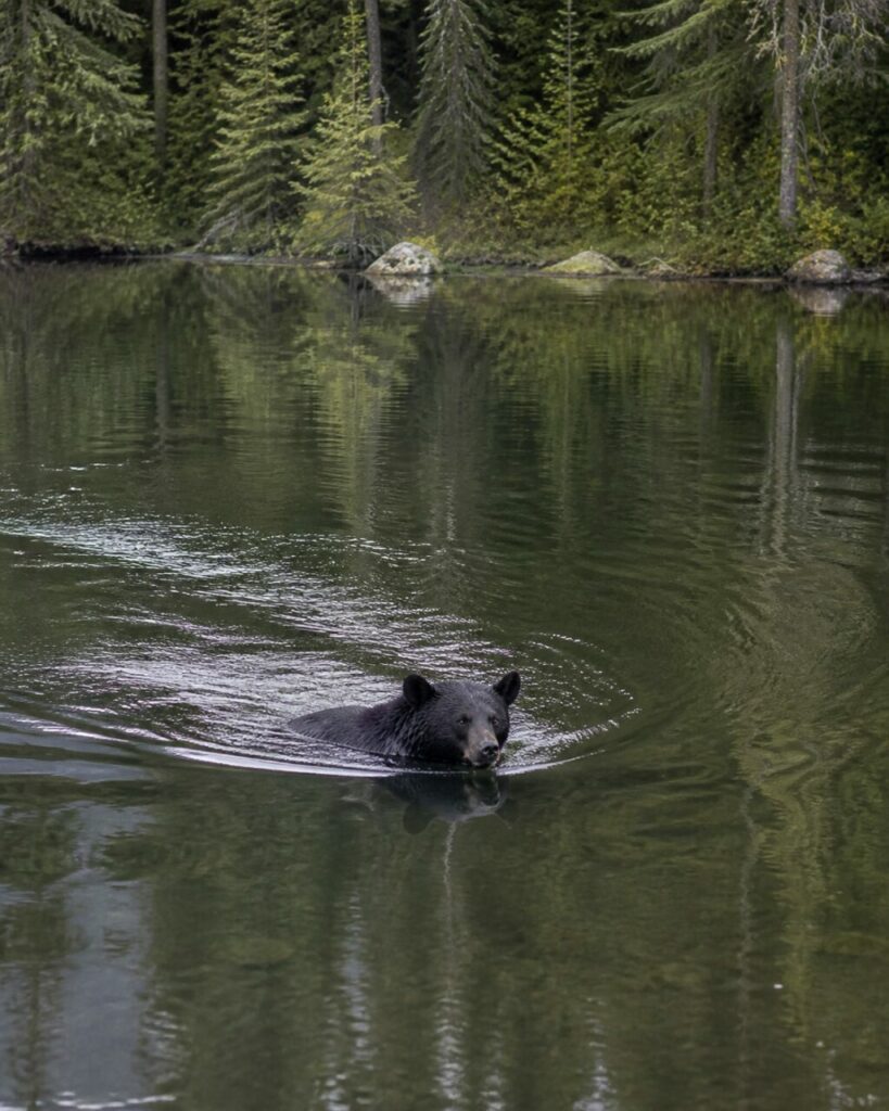 Onde curve seguono il nuoto dellʼorso nel lago boscoso — Orso nero americano