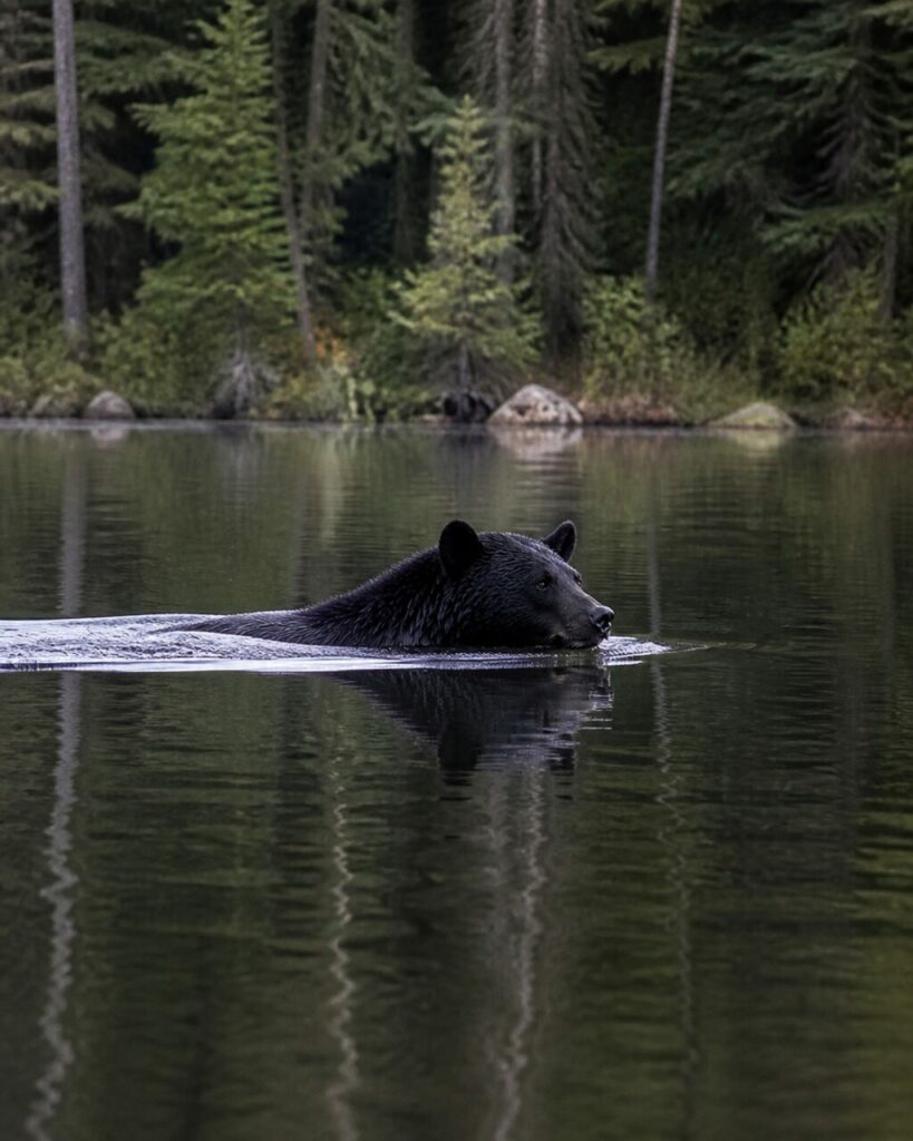 Scia diritta lasciata dallʼorso durante la traversata del lago — Orso nero americano