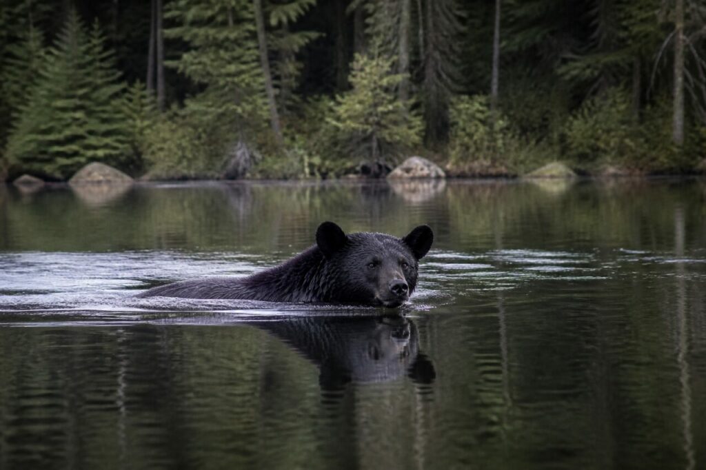 Orecchie dritte e sguardo vigile: lʼorso fende acque scure — Orso nero americano