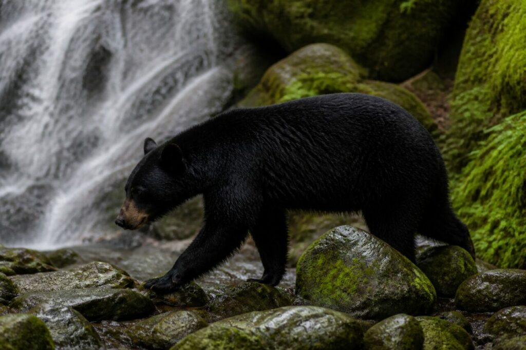 Presenza solitaria davanti alla cascata — Orso nero americano