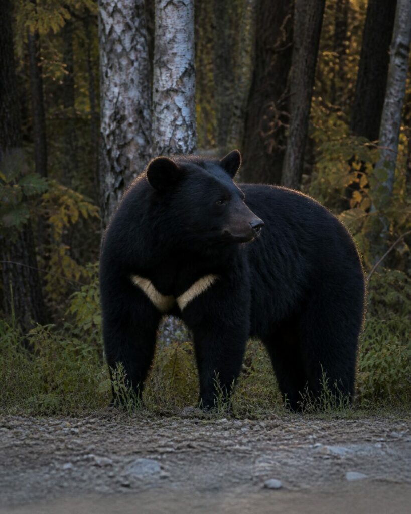 Mantello folto tra le betulle — Orso nero asiatico