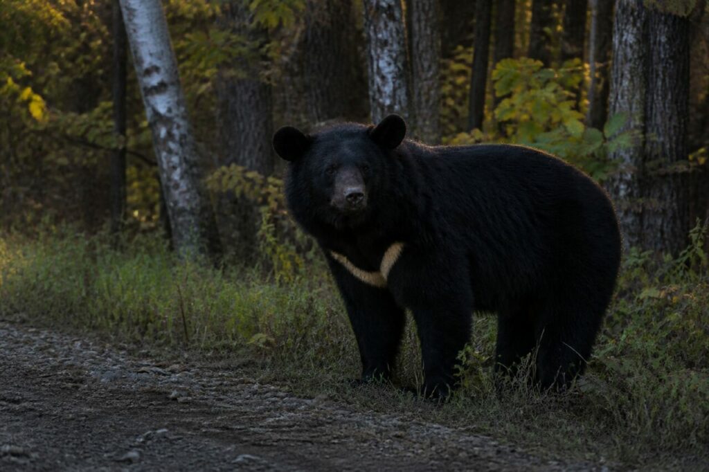 Mezzaluna chiara sul petto vicino alla pista — Orso nero asiatico