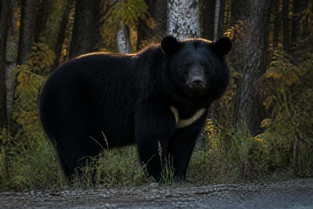 Muso scuro tra foglie autunnali — Orso nero asiatico