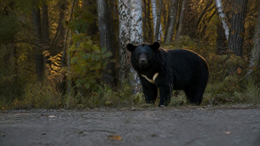 Orso solitario contorni leggibili autunnali — Orso nero asiatico