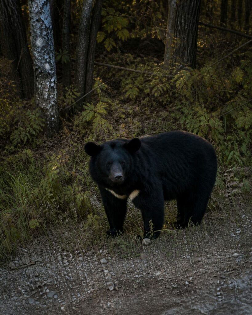 Orecchie rotonde vicino alla ghiaia — Orso nero asiatico