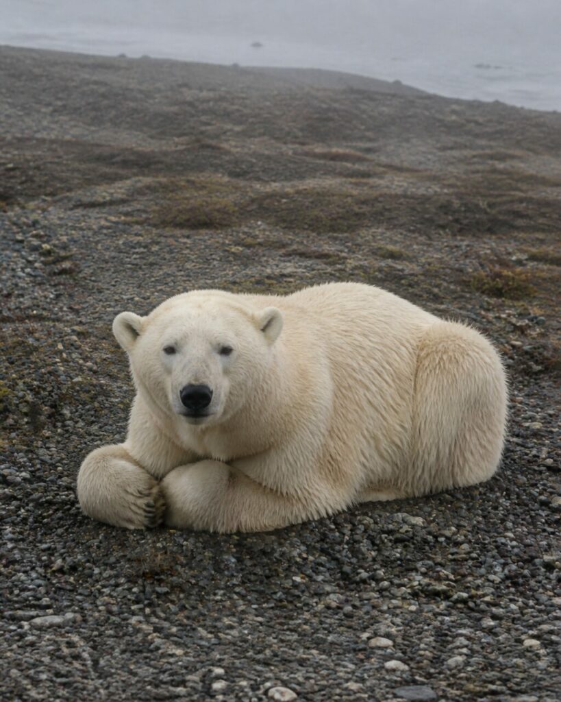 Zampe anteriori ripiegate sotto il petto — Orso polare