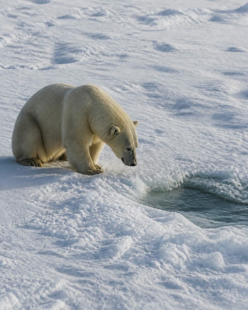 Oltre i cumuli di neve, lʼorso abbassa la testa verso una pozza scura, gesto misurato — Orso polare
