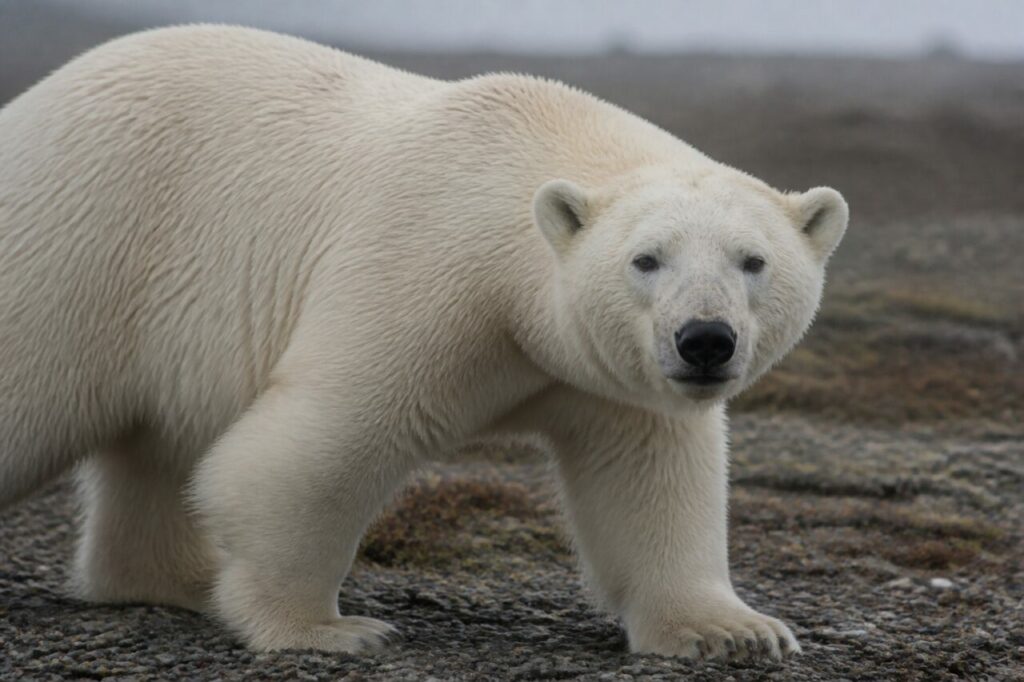 Orso polare in piedi con la testa girata di lato — Orso polare