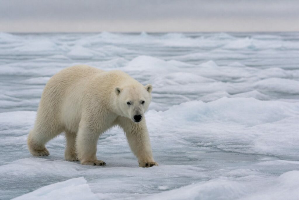 Grande orso attraversa la banchisa frammentata — Orso polare