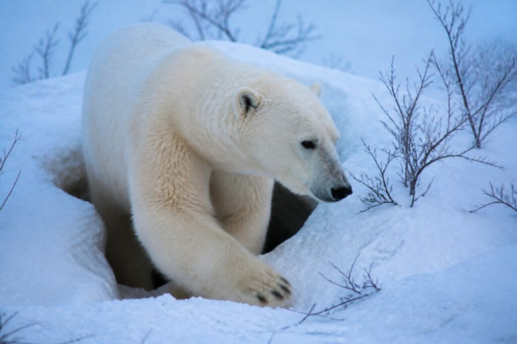 Orso in uscita dal tunnel di neve — Orso polare