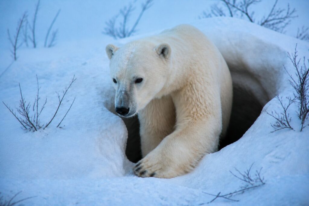 Grande zampa posata sulla neve allʼuscita — Orso polare