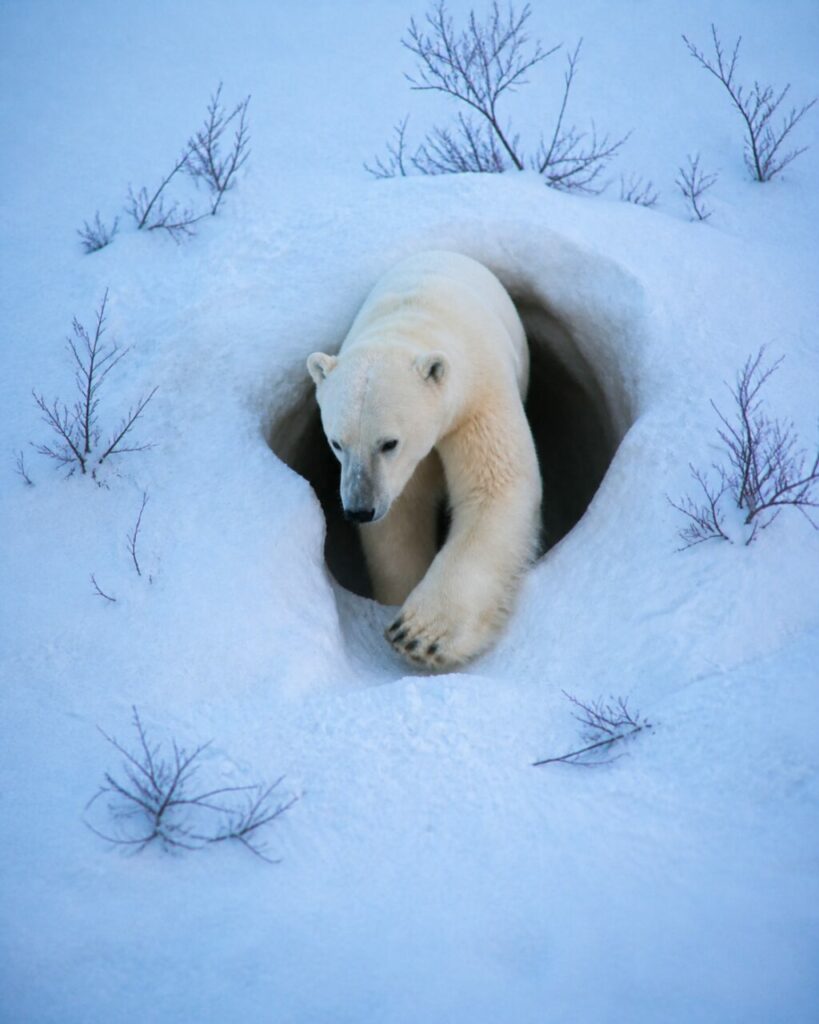 Ingresso buio della tana dietro lʼorso polare — Orso polare