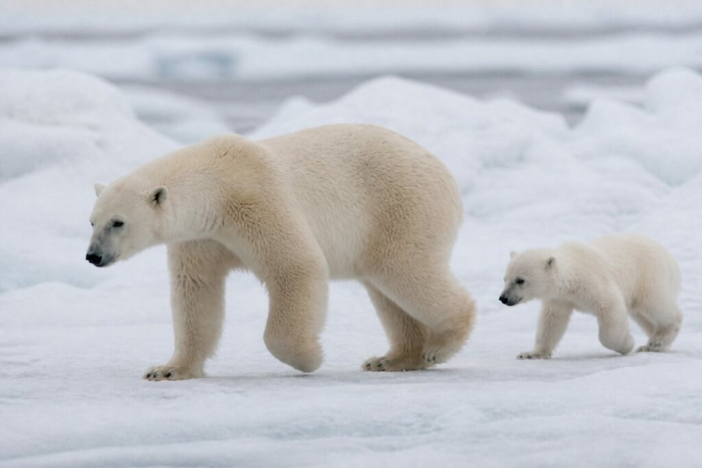 Con passo deciso, lʼadulto avanza mentre il cucciolo saltella dietro — Orso polare