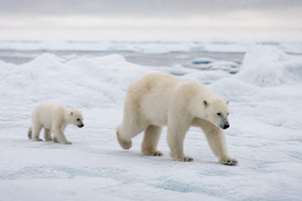 Lʼadulto guida il cucciolo sul ghiaccio spezzato sollevando una zampa anteriore — Orso polare