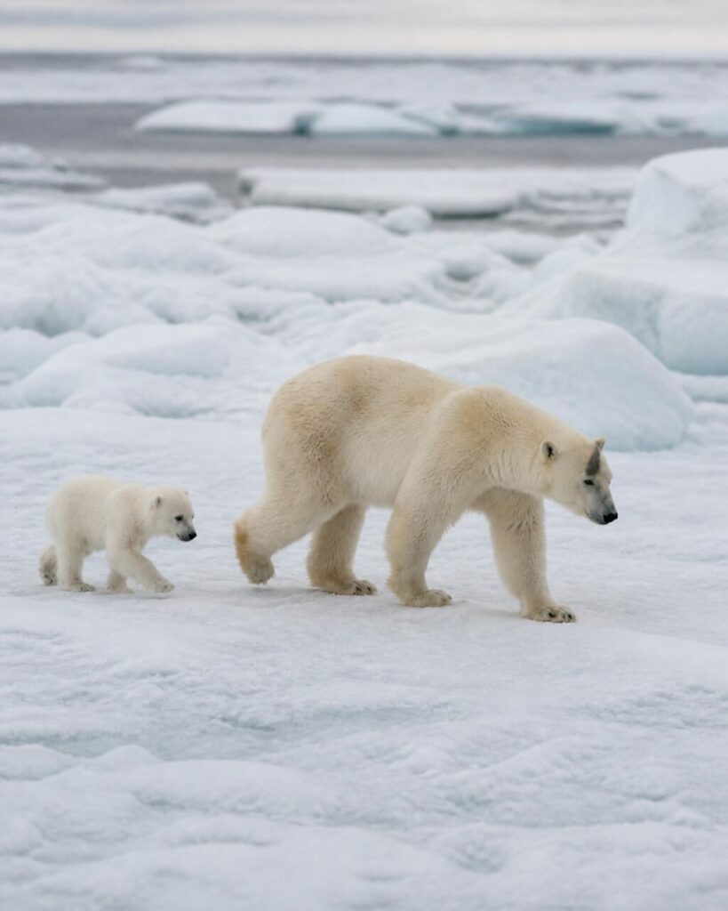 Un cucciolo posa una zampa sulla neve dietro lʼadulto — Orso polare