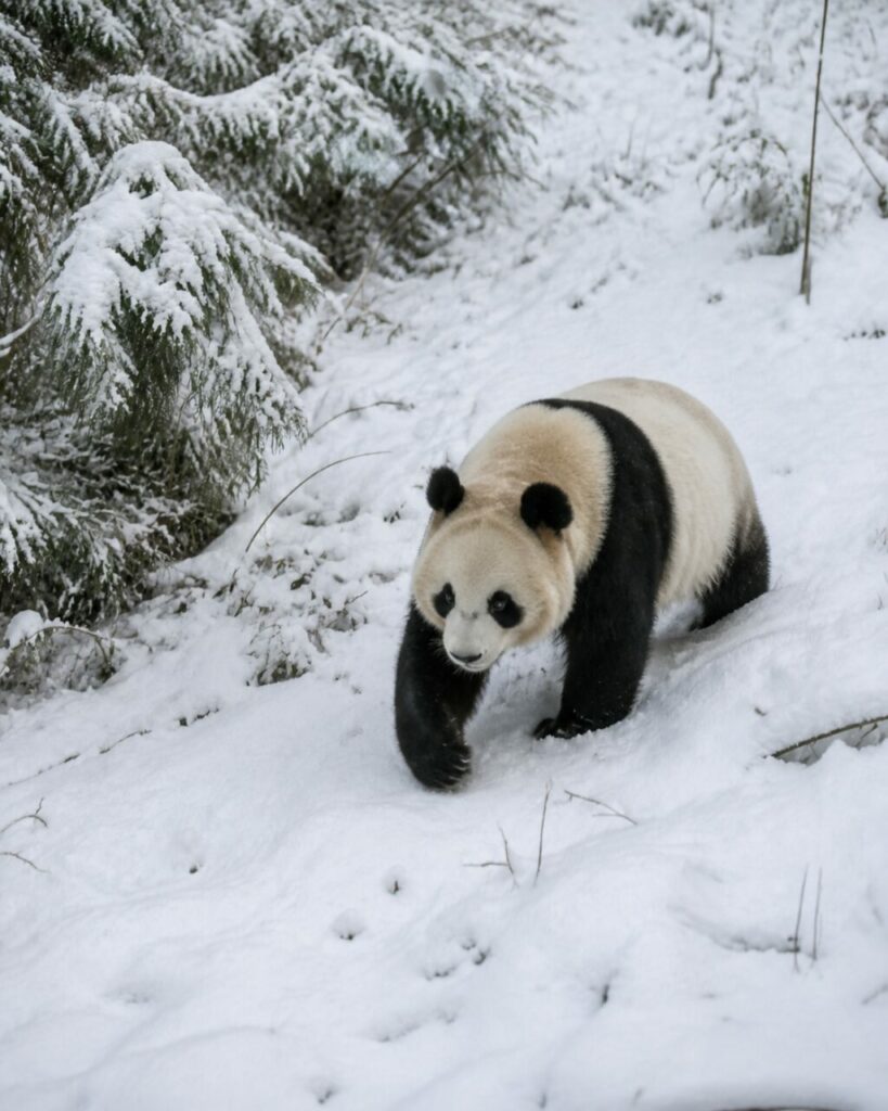 Discesa attenta lungo il pendio — Panda gigante