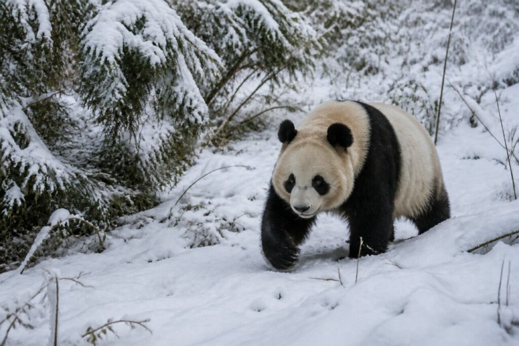 Passi sicuri sulla neve — Panda gigante