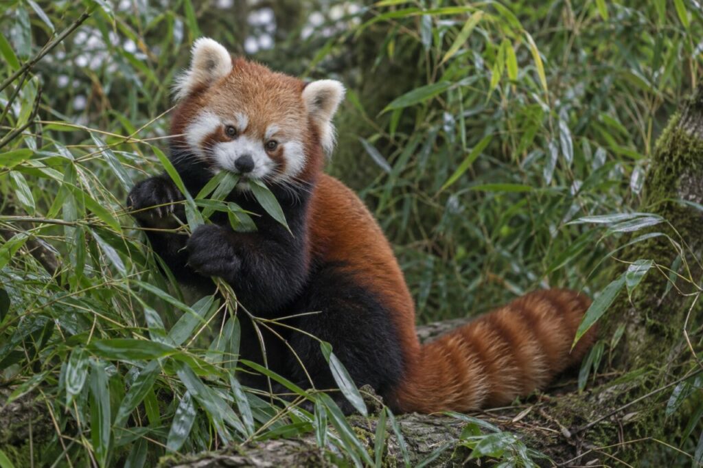 Panda roux mangeant du bambou dans un sous-bois montagnard