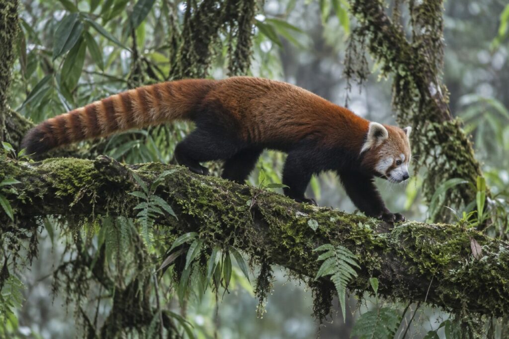 Panda roux avançant sur une branche moussue en forêt himalayenne