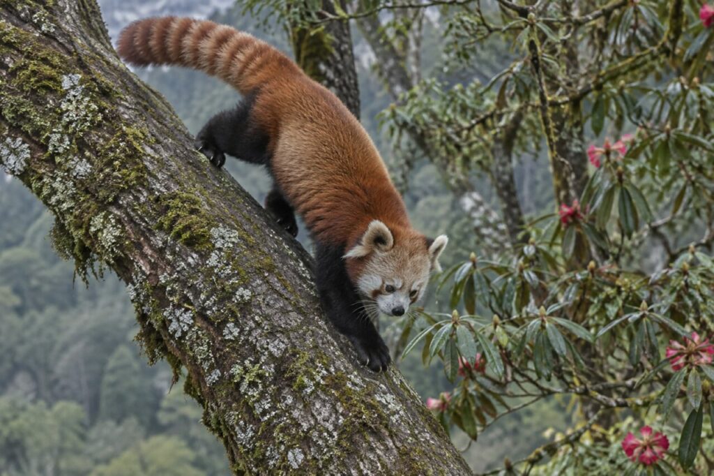 Panda roux descendant un tronc moussu tête la première