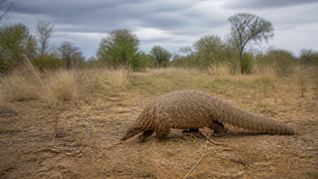 Coda squamosa distesa dietro il sagoma distinta — Pangolino di Temminck