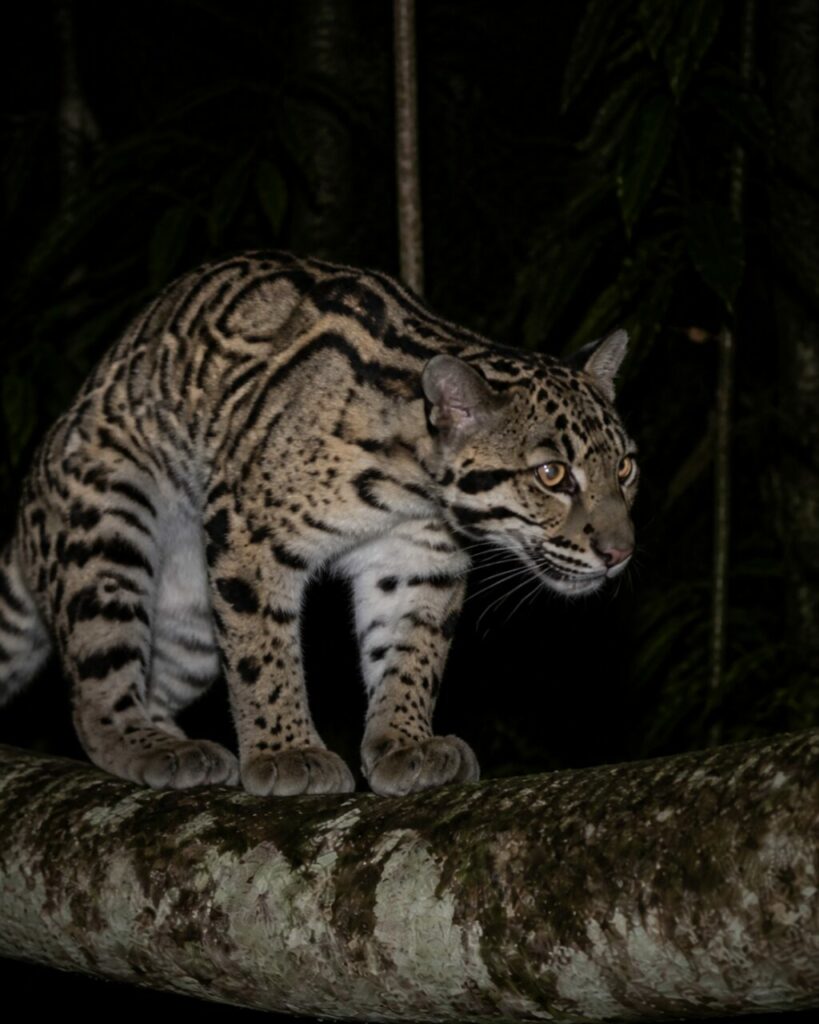 Leopardo nebuloso della Sonda — Zampe aggrappate al ramo muschioso