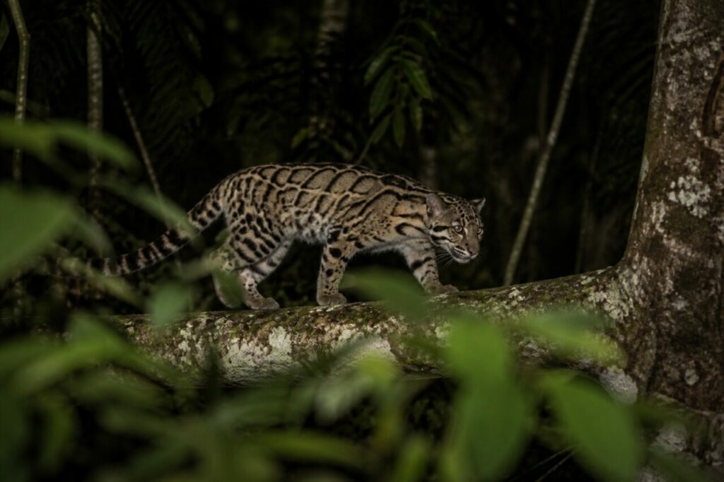 Leopardo nebuloso della Sonda — Cammino tra le foglie verdi