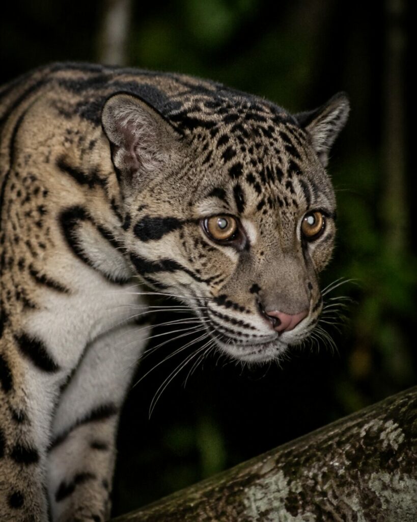 Leopardo nebuloso della Sonda — Muso rosato contro la corteccia
