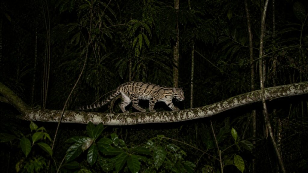 Leopardo nebuloso della Sonda — Sagoma sul ramo della chioma