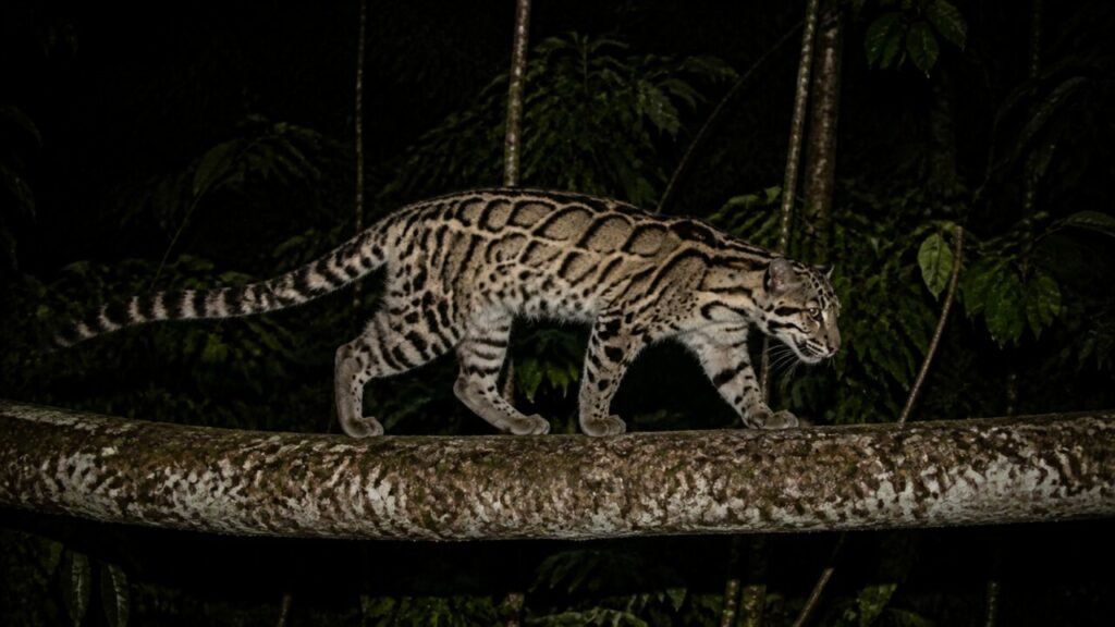 Leopardo nebuloso della Sonda — Coda inanellata sopra il fogliame