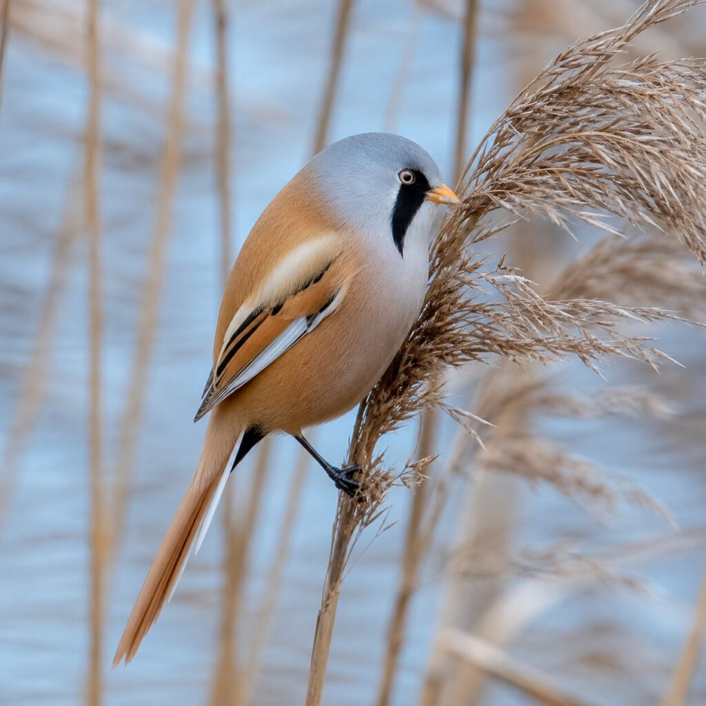 Bartmeise neben einer trockenen Rispe