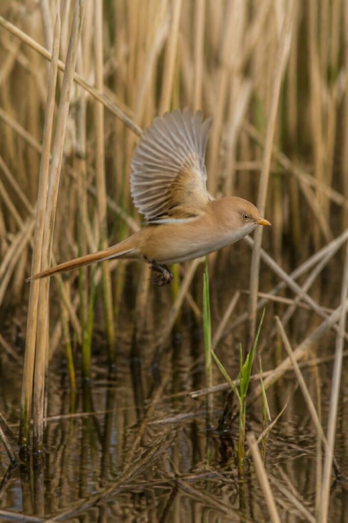 Bartmeise im Flug zwischen Schilf mit geöffnetem Flügel über dunklem Wasser im Feuchtgebiet