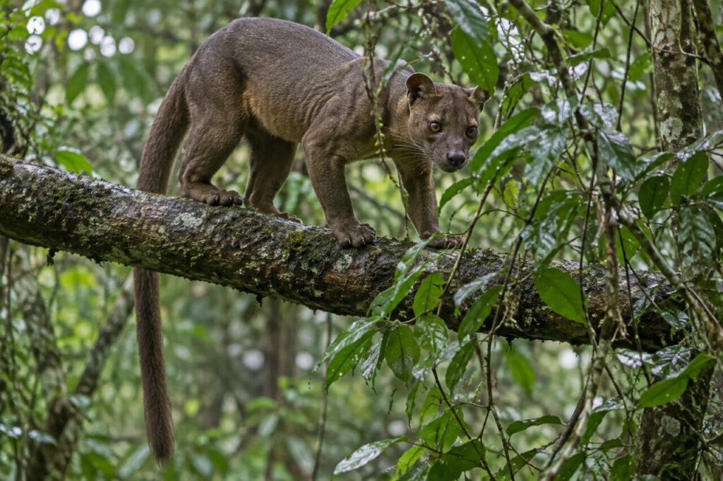 Parmi les feuilles humides, fossa (Cryptoprocta ferox) aux aguets sur une branche de Madagascar