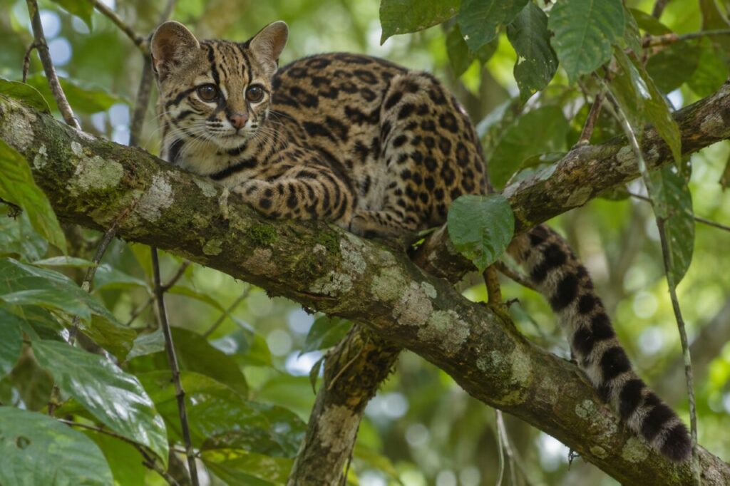 Parmi les grandes feuilles, un margay sur sa branche