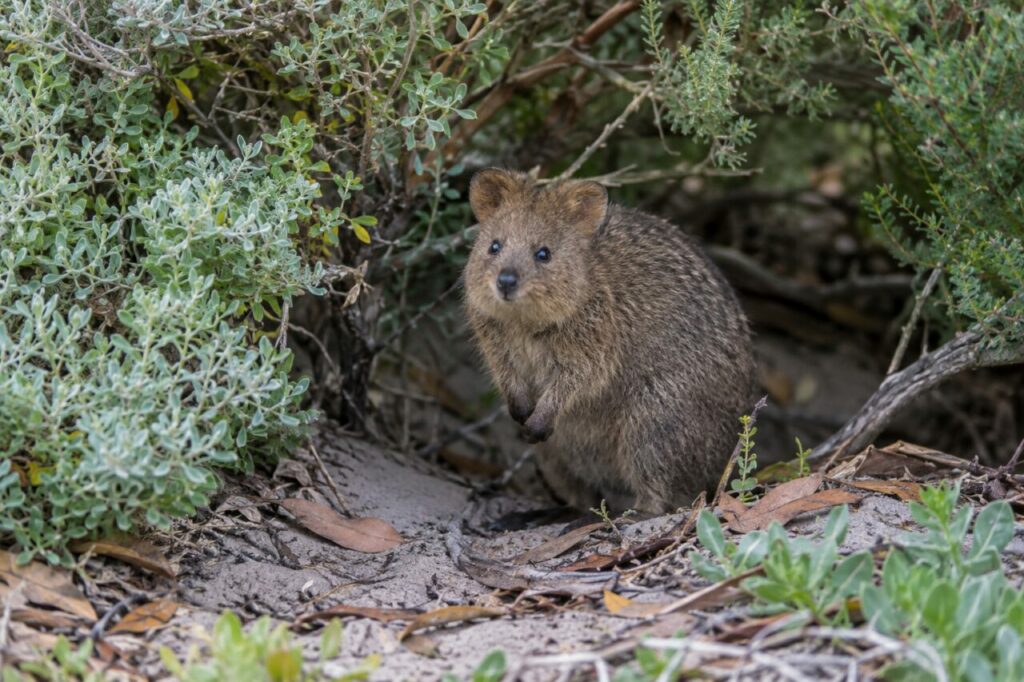 Parmi les plantes basses, quokka brun et feuilles mortes (Setonix brachyurus)