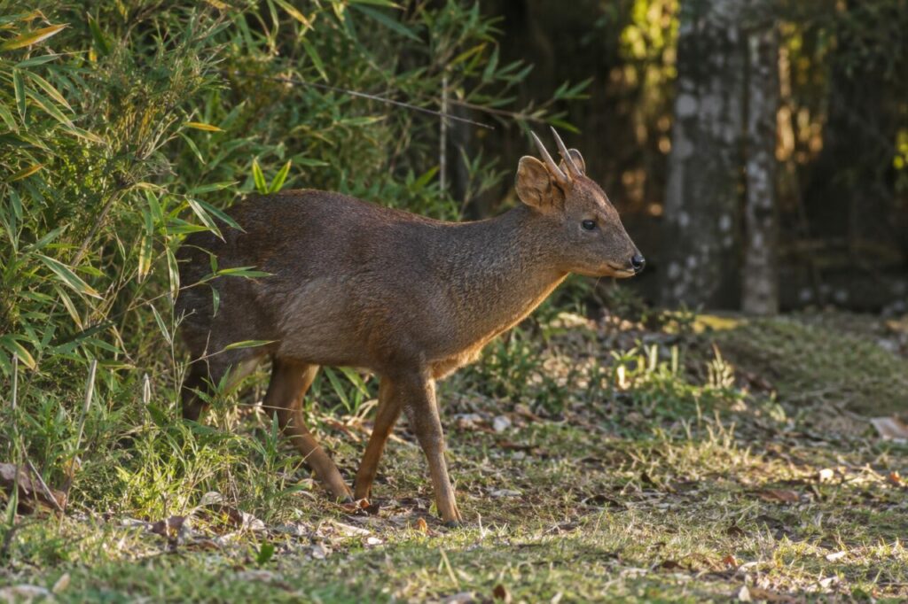Passage du pudu du Sud à la lisière d’une clairière côtière