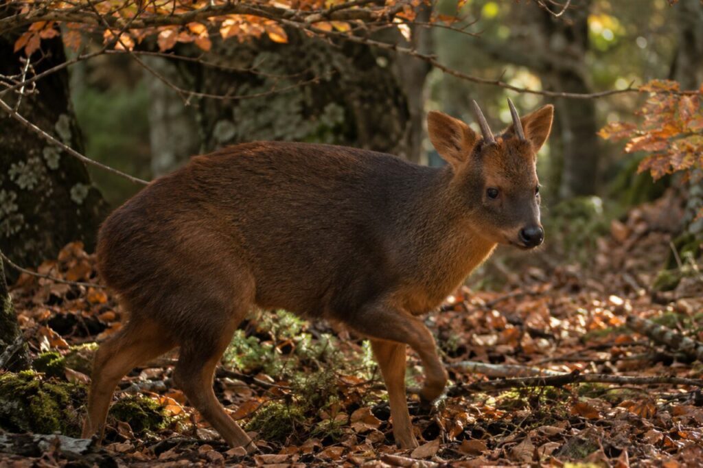 Patrouille du pudu du Sud sous les feuilles de lenga en automne